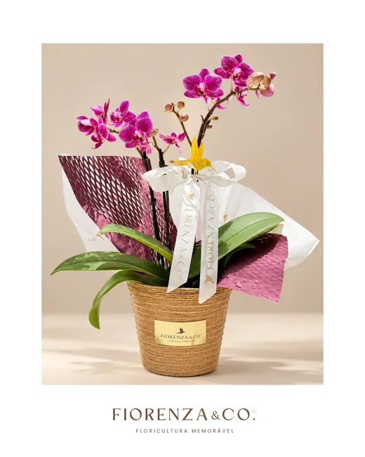 Orquídea Bambini Uma delicadeza criada para presentear com charme. Nossa orquídea ganha…