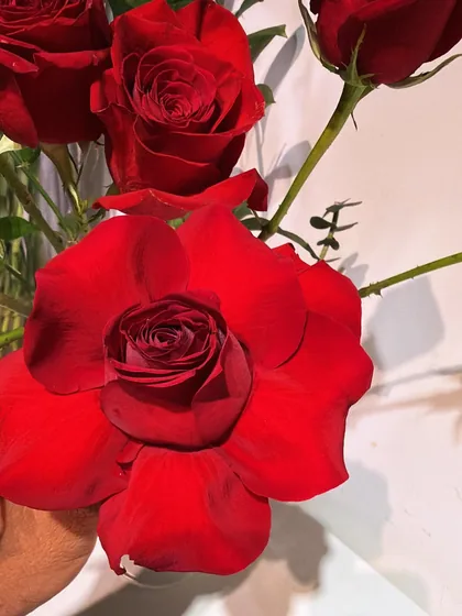 Fiorenza&Co apresenta o clássico que nunca perde a força: rosas vermelhas em sua forma…
